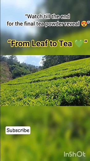 How Tea Powder is Made Satisfying Process#ytshorts #shortsviral#ooty#teaestates #teapowder#tealover