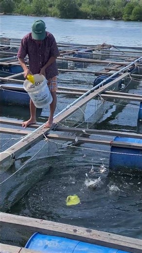 Fish Farm Life: Fast Feeding Time! #shorts