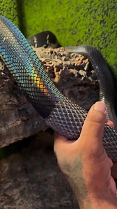 23K views · 159 reactions | Help the python shed its skin | M&N DIY | Facebook