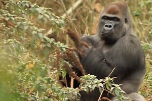 335 reactions · 17 shares | Cross River Gorilla in Africa, is a...