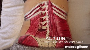 Muscle Anatomy: THE QL!! on Make a GIF