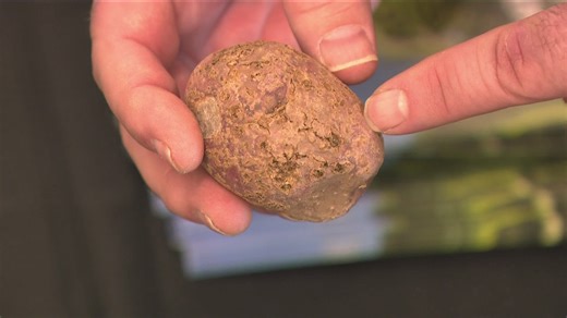 Inside ag: Why potato quality is under the microscope