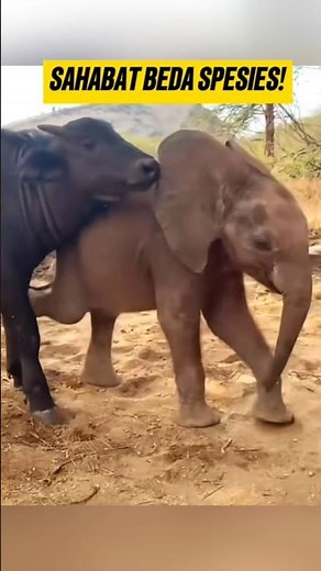 Different Species, But This Close! #elephant #buffalo