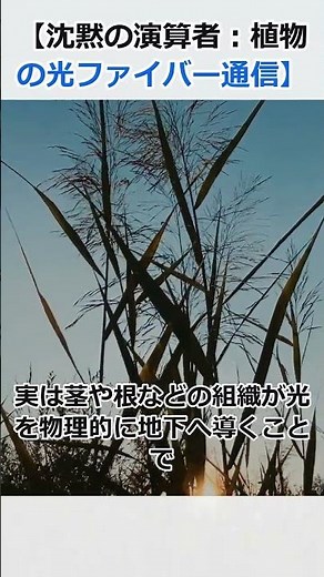 沈黙の演算者、植物の光ファイバー通信