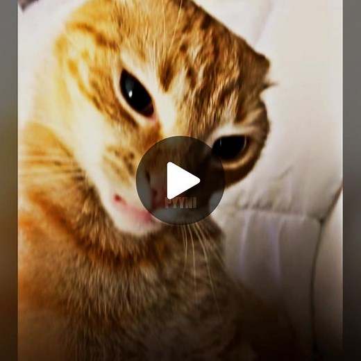 Cat Dominating TikTok with Funny Edit Videos