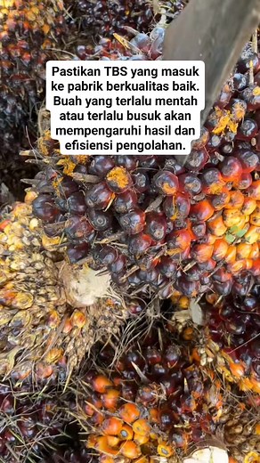 14K views · 134 reactions | Tim sortase berperan penting dalam memastikan TBS yg masuk berkualitas baik agar pengolahan mencapai target yg ditentukan. #Pabriksawit #Sortase #Petanisawit #fypreels #fypviral #fyptayangan #fyp | Taufiq Ramadhan | Facebook