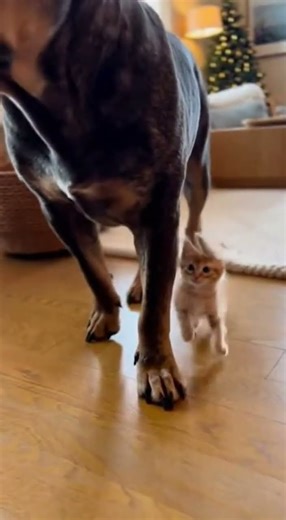 Large Dogs' Curious Looks and Energetic Cats in Action