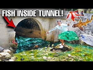 FISH TRAP Catches TONS of FISH In Hidden TUNNEL!