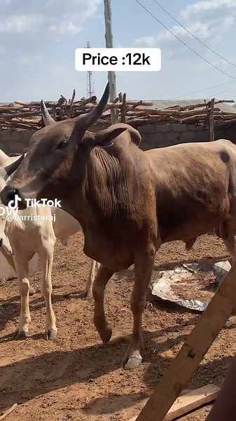 Understanding Cow Pricing: How Much is This Bull Worth?