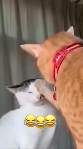 Voiceover animals #funnyvideo #cat #dog #talkingdog #foryou #talkingcat | Automation Ai