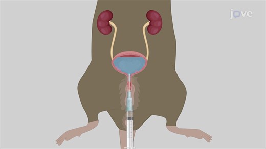 Video: Истощение мочи и полоскание мочевого пузыря у мышей: процедура на основе катетера для опорожнения и промывания мочевого пузыря мышей - Experiment
