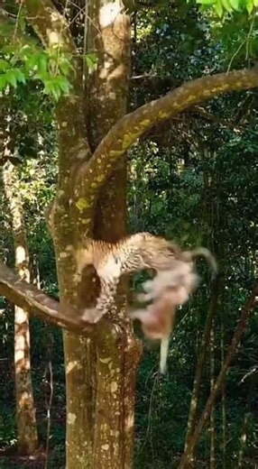 Tiger Attacks Monkey on Tree