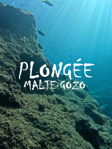 L'équipe de Plongée Malte vous souhaite à tous de passer une bonne année 🎉 Dites nous en commentaire vos projets pour 2026 👇 Que ce soit en plongée ou ailleurs, on est curieux 👀 #2026 #resolution #diving #Malta #bonneannee