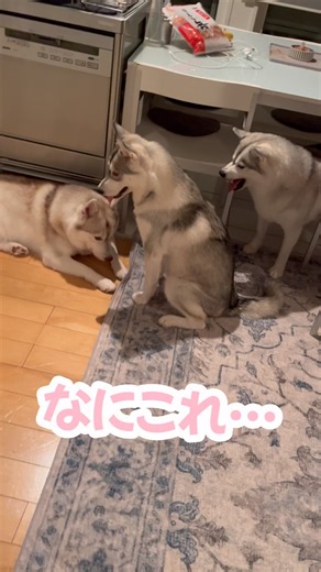 The Husky everyone is mad at for some reason #SiberianHusky #Husky #HuskyDog