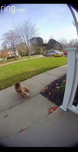 Hawk Tries to Snatch Dog — Owner Catches It on Ring Camera 😳🦅🐶#viral #viralvideo #viralshorts