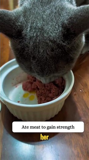 The Incredible Transformation of a Dying Cat #cat #adoptstrays #animals #catrescue