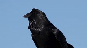 Raven Calling While Perched Stock Footage Video (100% Royalty-free) 1023804583 | Shutterstock