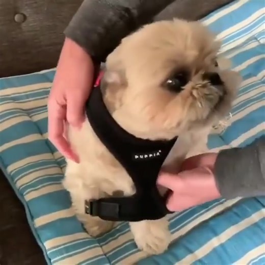 1K views · 79 reactions | "Zoomies with extra fluff " | Natasha Rose | Facebook