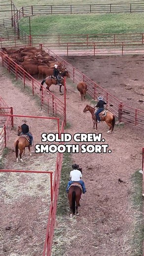 Randy McEntire | McEntire Red Angus on Instagram: "Solid crew. Smooth sort. #mcentireredangus #redangus #redanguscattle #ranchers #ranchlife"