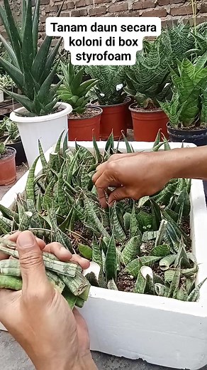 109K views · 824 reactions | Plant leaves in colonies in styrofoam boxes. #propagation #propagationleaves #sansevieria #sansevierias #snakeplant #tanamanhias #plantlover #planting #gardening | Dania Dani | Facebook