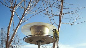 Blue sky, bird feeder with grains and arriving birds Great tit, Parus major and Eurasian blue tit, Cyanistes caeruleus under tree of Hippophae rhamnoides, Sea-buckthorn.
