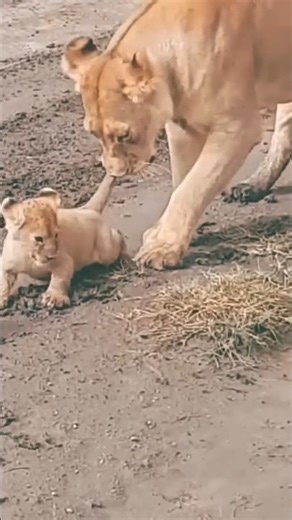 Mother Lioness Not Accept Own Baby By info fact News