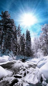 Forest, Snow, 4K. Free Stock Video