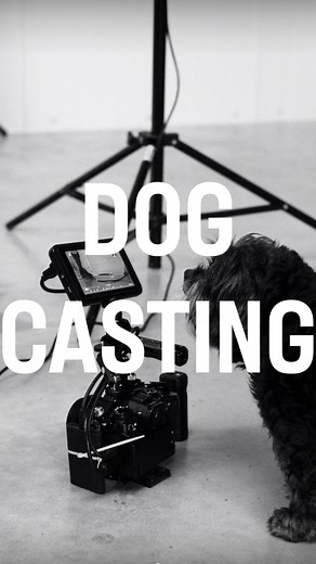 1K views · 110 comments | Calling all cool pets! We’re on the hunt...