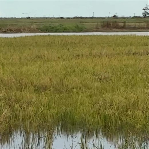 🚨🚨 SOUTH WINDS for opener of duck season this coming weekend!! We have a blind still available for anybody interested! $250/gun per day, must hunt both the Saturday and Sunday, lodging available as well $100 per person per night (ribeyes on the menu one night). Call/text 3373685969. Thanks! | Spoonbill Adventures Guide Service