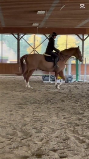 Elmo🧡🫶 #horse #equestrianjourney #horseenthusiast #horses #equestrian #horsefan #pony