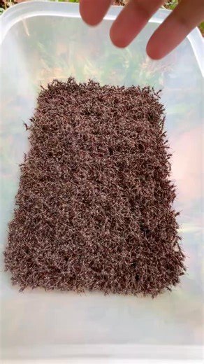 Cricket Hunting #Biodiversity #Insects #Nature #InsectLife #Entomology #Wildlife | Natural Insects