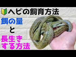 🔰ヘビの飼育方法！ 餌の頻度 長生きする方法！ Snake food quantity and frequency & how to live longer