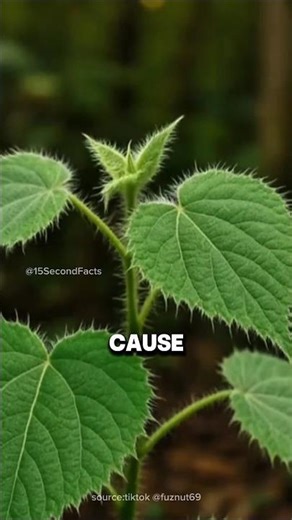 Why You Should Never Touch This Plant?