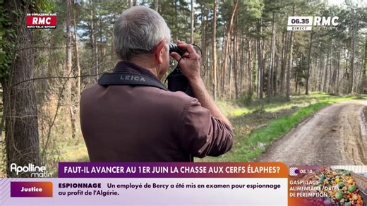 Faut-il avancer la chasse au cerf au 1er juin?