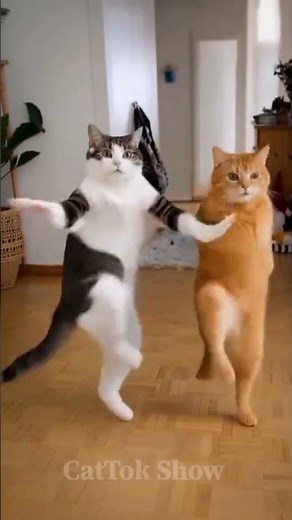 Funny Dancing Cats Compilation 🐱💃 | Cutest Cat Dance Ever #cat #funny