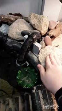 Part 2 rearranging my turtle tank