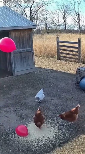 Chickens Jump in Fear After Balloon Explodes | Real Daytime CCTV Footage