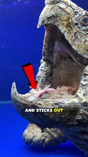 What the Alligator Snapping Turtle Hides?