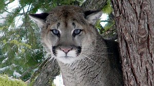 Two Views: Should dogs be allowed again in Oregon cougar hunting?