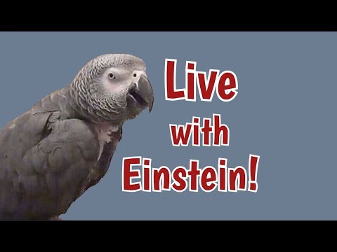 Einstein Parrot Live 10/8/25