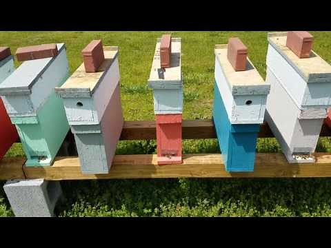 How to get an endless supply of Queens All Summer Long