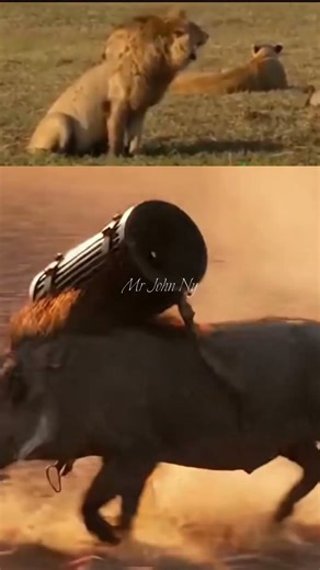 Pig playing music #funny #duet #animals