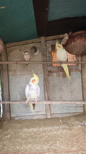 Cocktail Parrot With Java Sparrow 🦜🐦 #cocktail #javasparrow #parrot #shorts