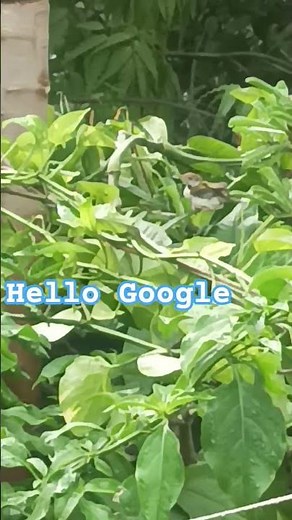 hello Google hello Google Google hello
