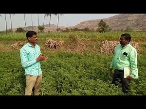 How to do Geranium Farming - Tips to cultivate high yield crop.