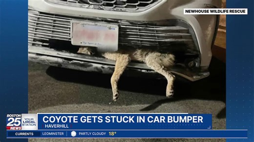 Coyote survives after being hit by car, stuck inside grill of car in Haverhill