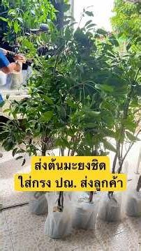 ส่งต้นมะยงชิดใส่กรง ปณ. ไปให้ลูกค้าค่ะ