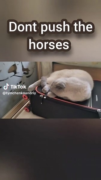 Casper: Don't Push the Horses – A Feline Adventure