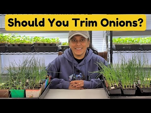 How To Trim Prune Onions | Give Onion Seedlings A Haircut || Budget Gardening