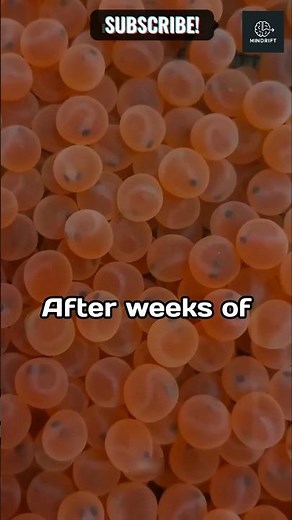 How Salmon Are Artificially Breed 🍣🐟